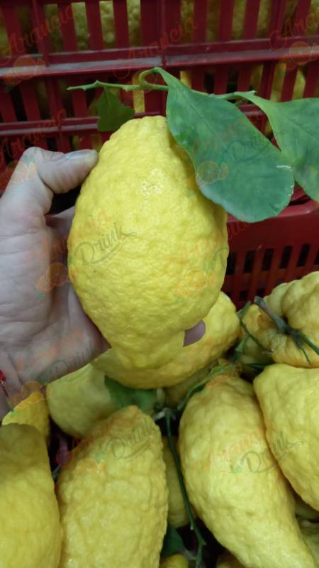 Cedri Siciliani BUCCIA EDIBILE