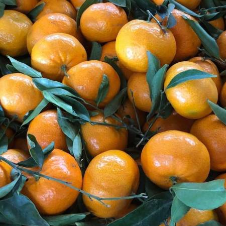 MANDARINO TARDIVO DI CIACULLI