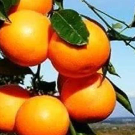 whatsapp_image_2026-01-06_at_18.02.02_1.jpeg AranciaDrink