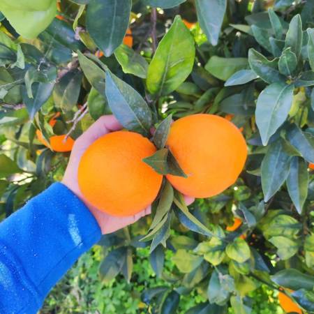 whatsapp_image_2026-01-06_at_19.42.52_2.jpeg AranciaDrink